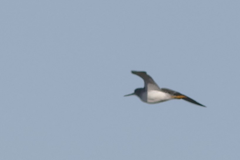 plystresnipe - ML642862161