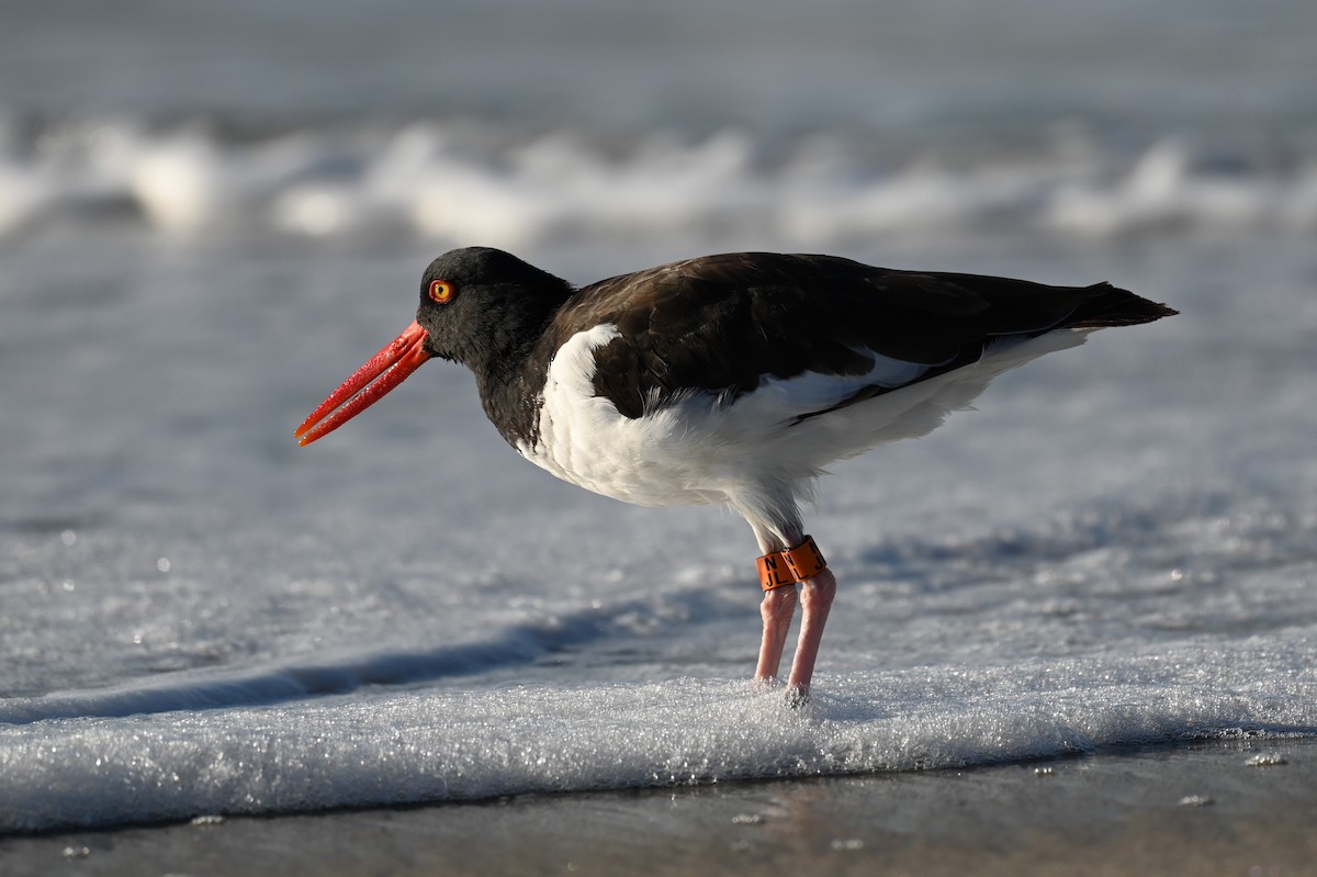 American Oystercatcher - ML642862164