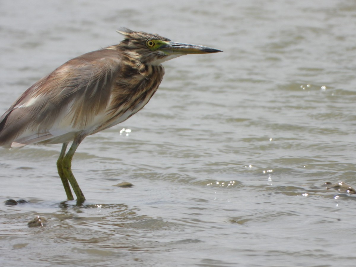 Indian Pond-Heron - ML642862175