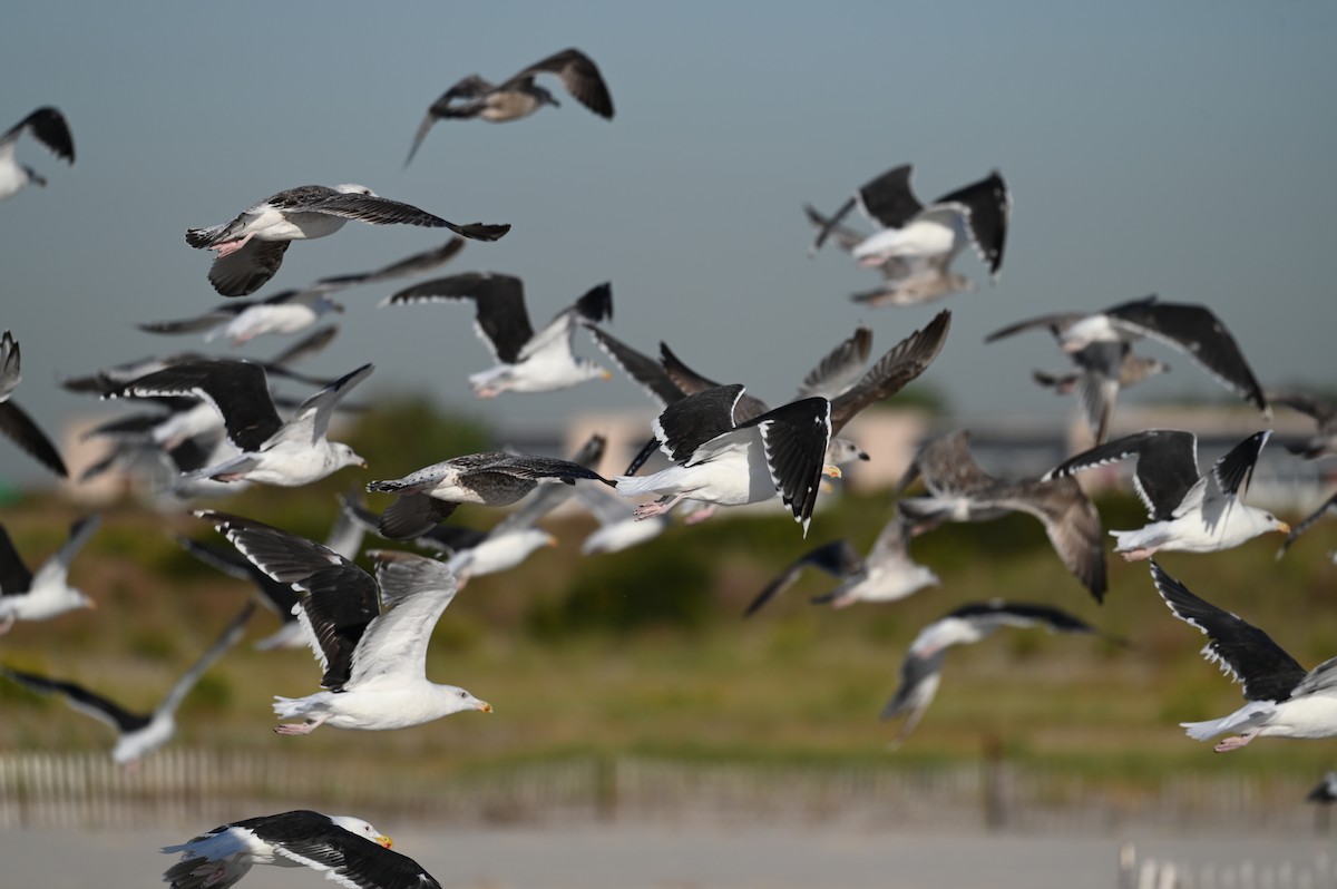 Great Black-backed Gull - ML642862188