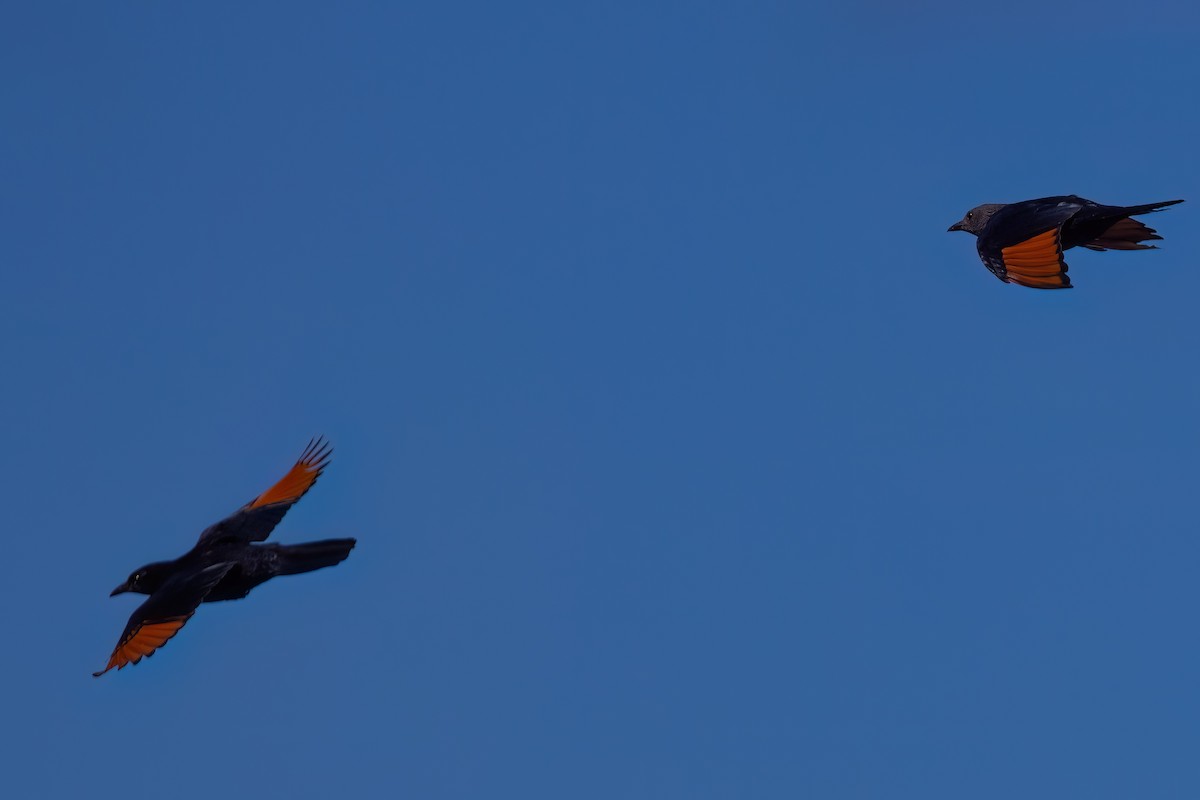 Red-winged Starling - ML642862191