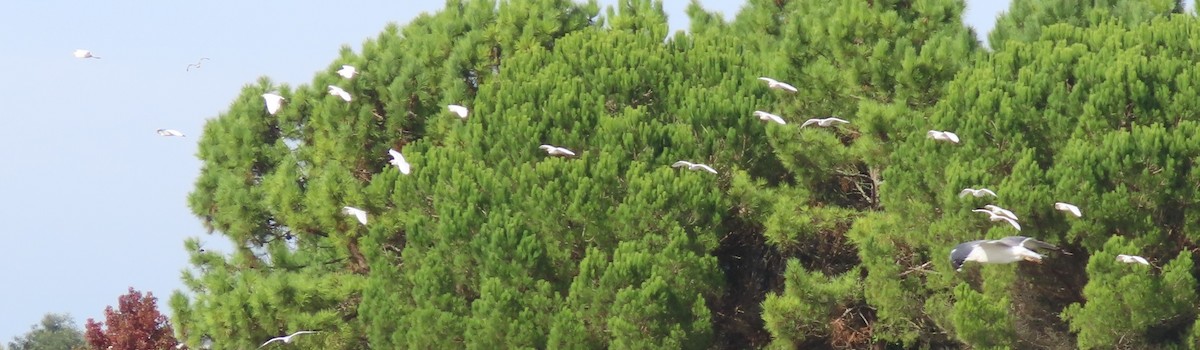 Western Cattle-Egret - ML642862199