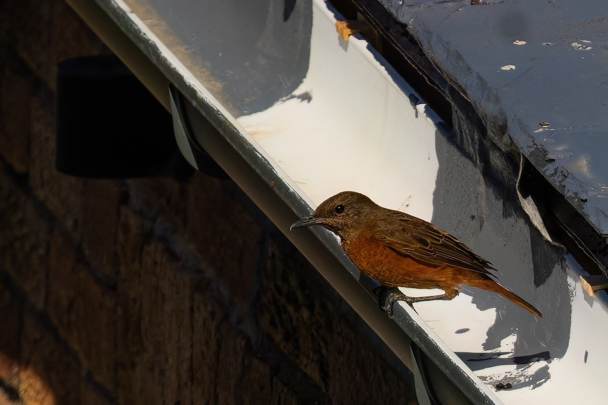 Cape Rock-Thrush - ML642862200