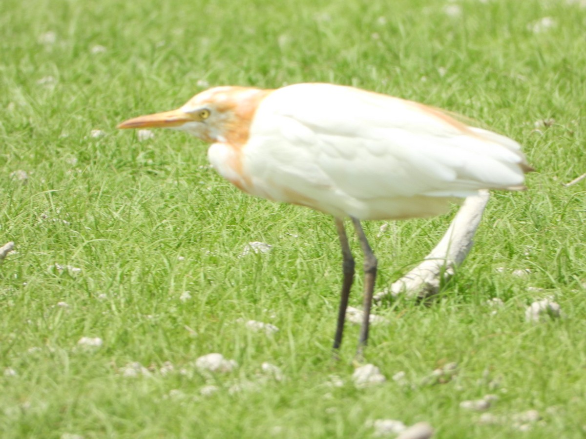 Eastern Cattle-Egret - ML642862213
