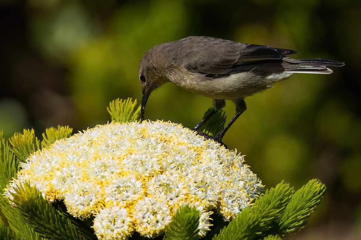 Southern Double-collared Sunbird - ML642862224