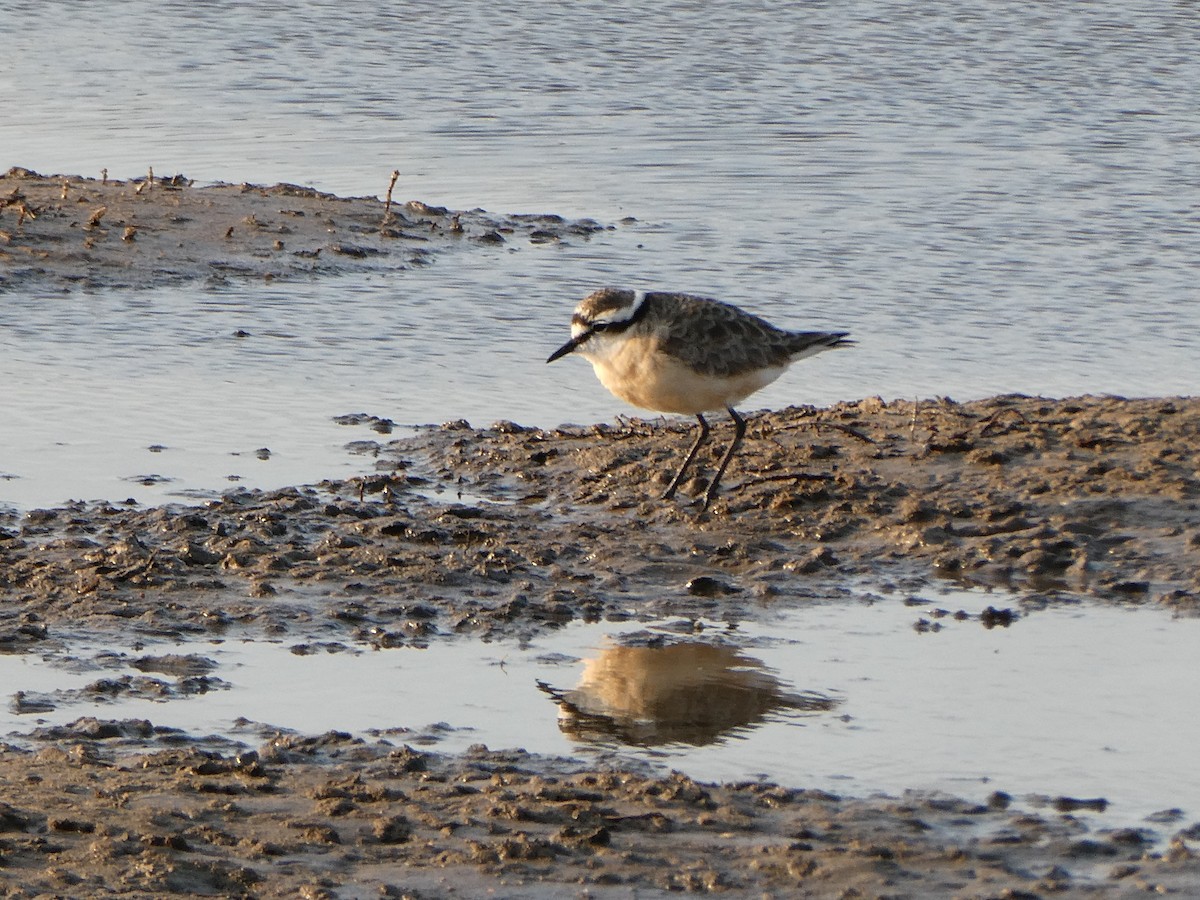 Kittlitz's Plover - ML642862225