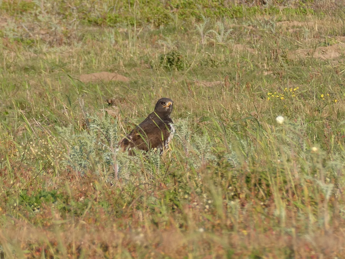 Jackal Buzzard - ML642862238