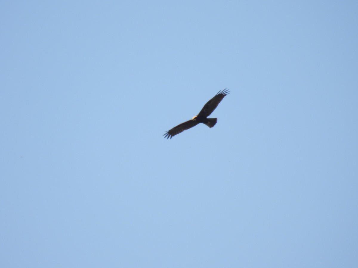 Falco di palude - ML642862240