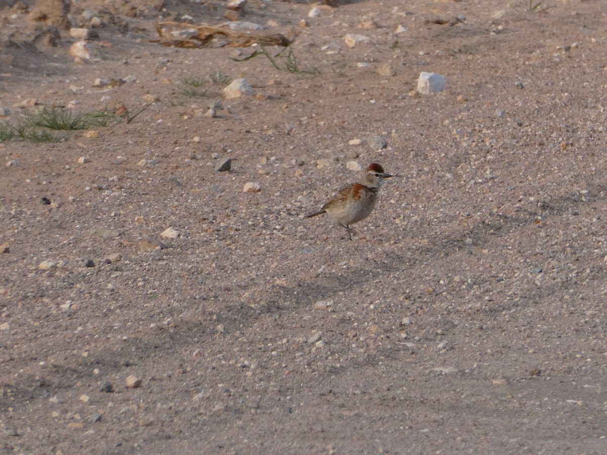 Red-capped Lark - ML642862243
