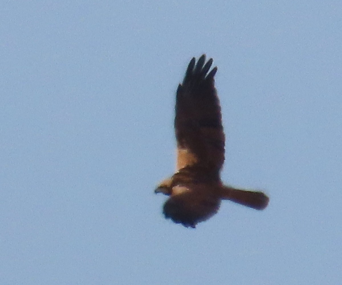 Falco di palude - ML642862250