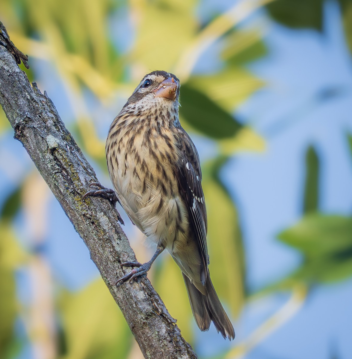 Rose-breasted Grosbeak - ML642862251