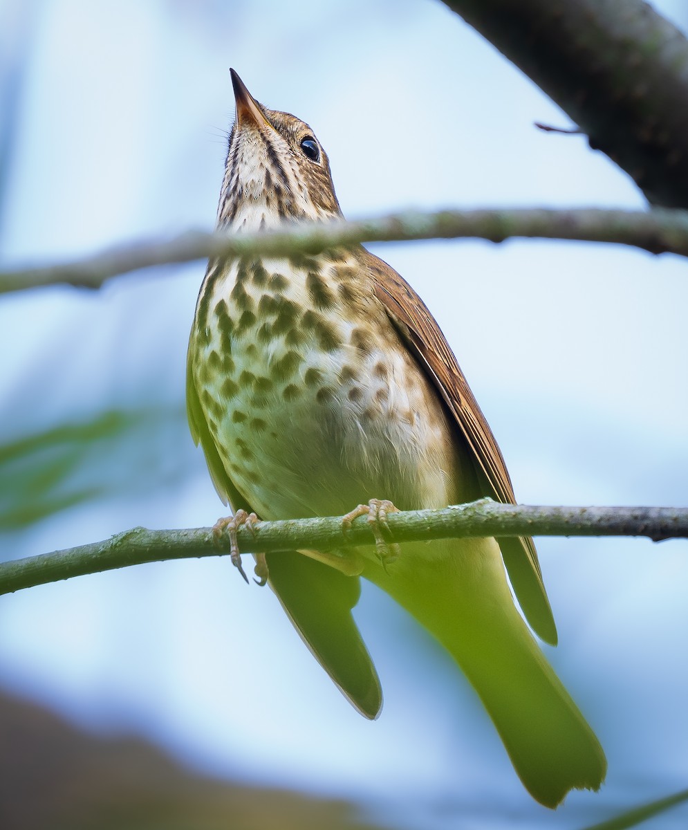 Hermit Thrush - ML642862255