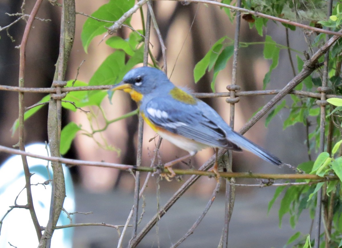 Northern Parula - ML642862258