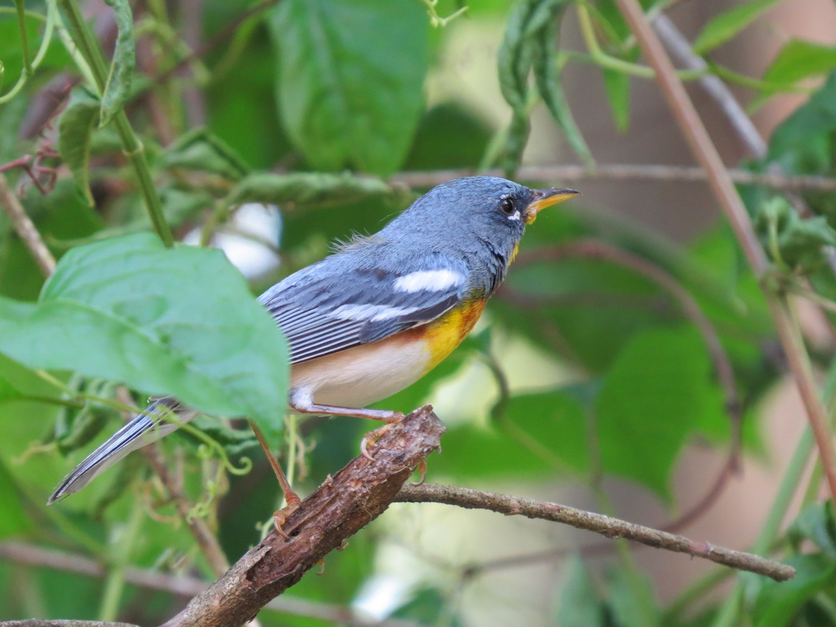 Northern Parula - ML642862259