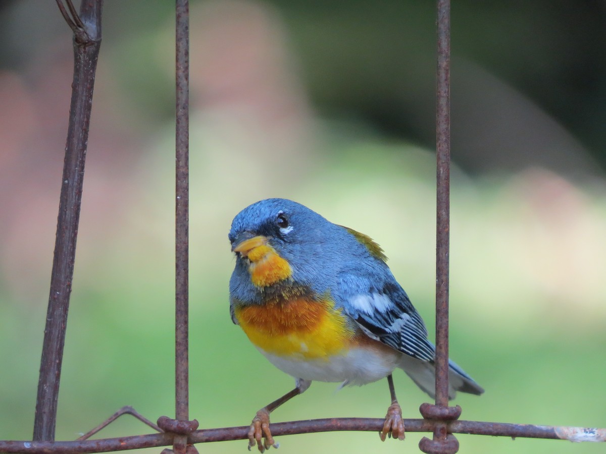 Northern Parula - ML642862260