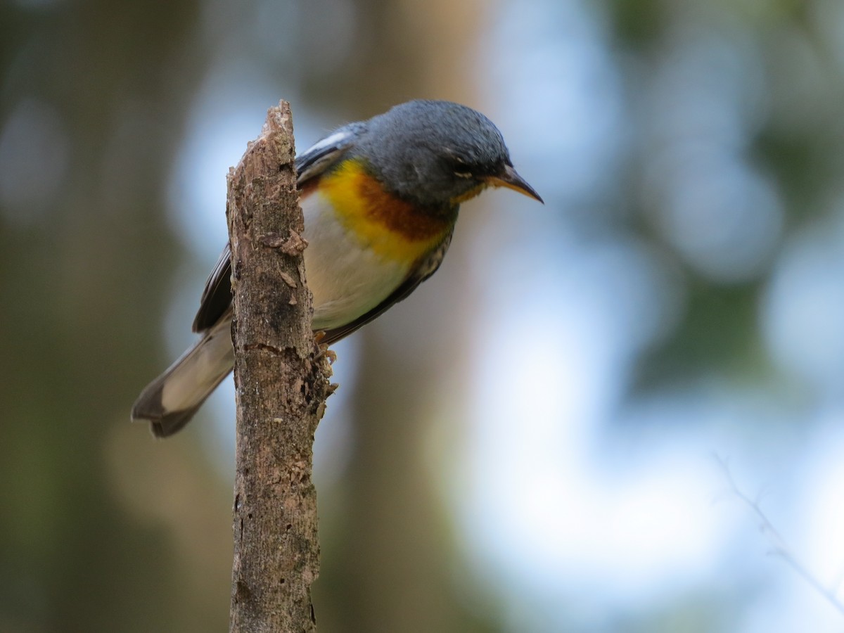 Northern Parula - ML642862261