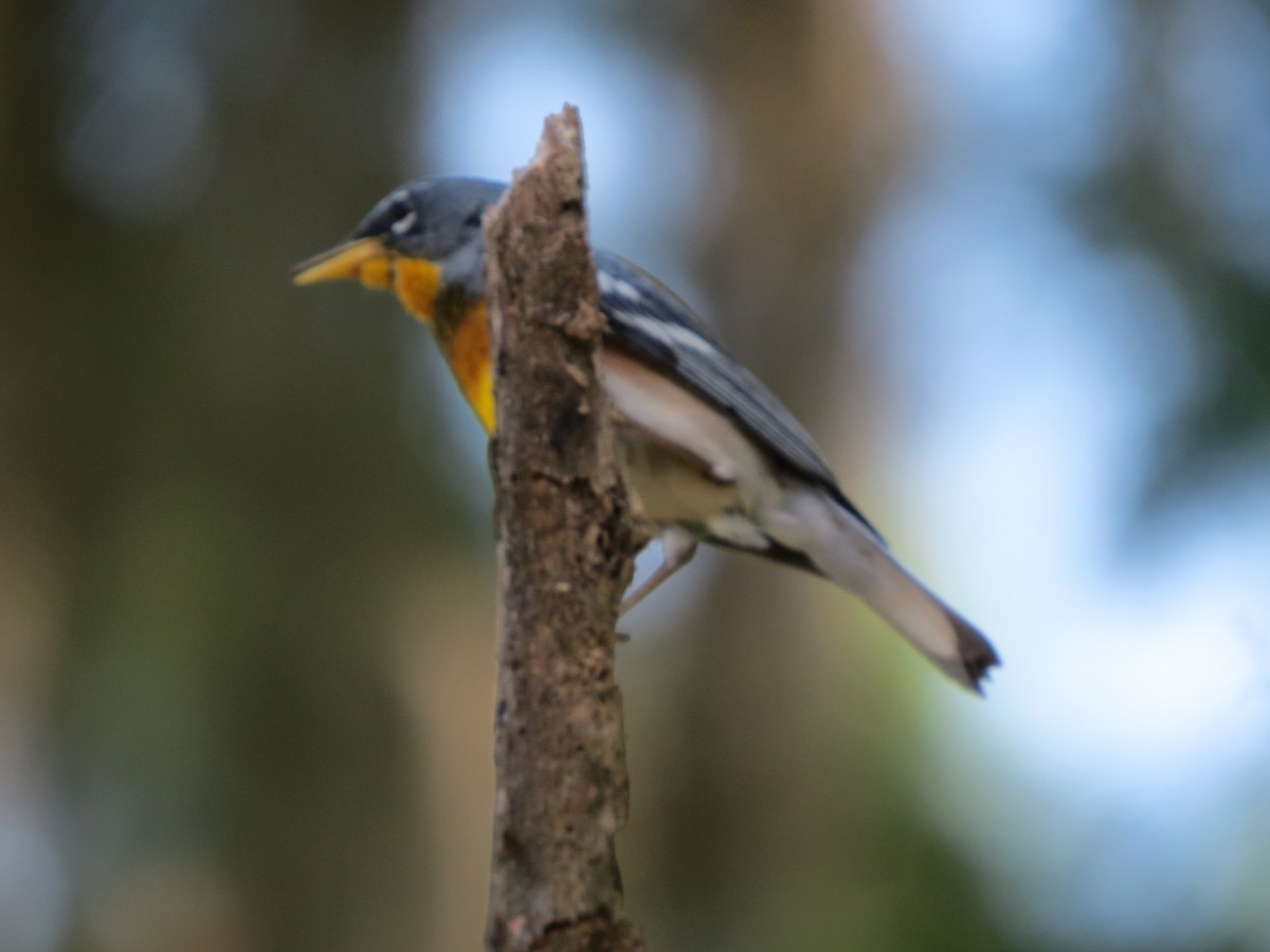 Northern Parula - ML642862262