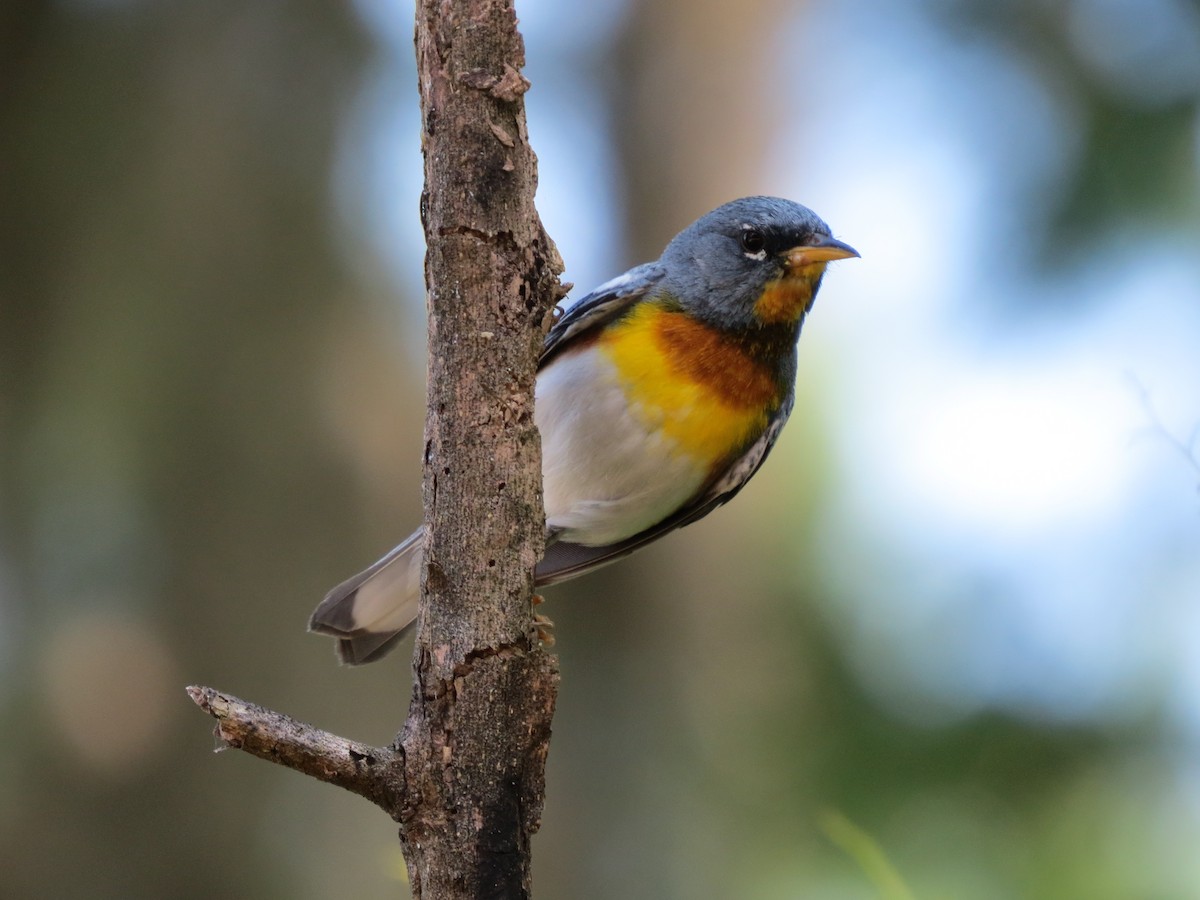 Northern Parula - ML642862263
