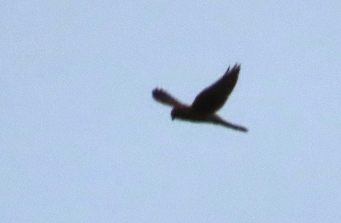 Eurasian Kestrel - ML642862269