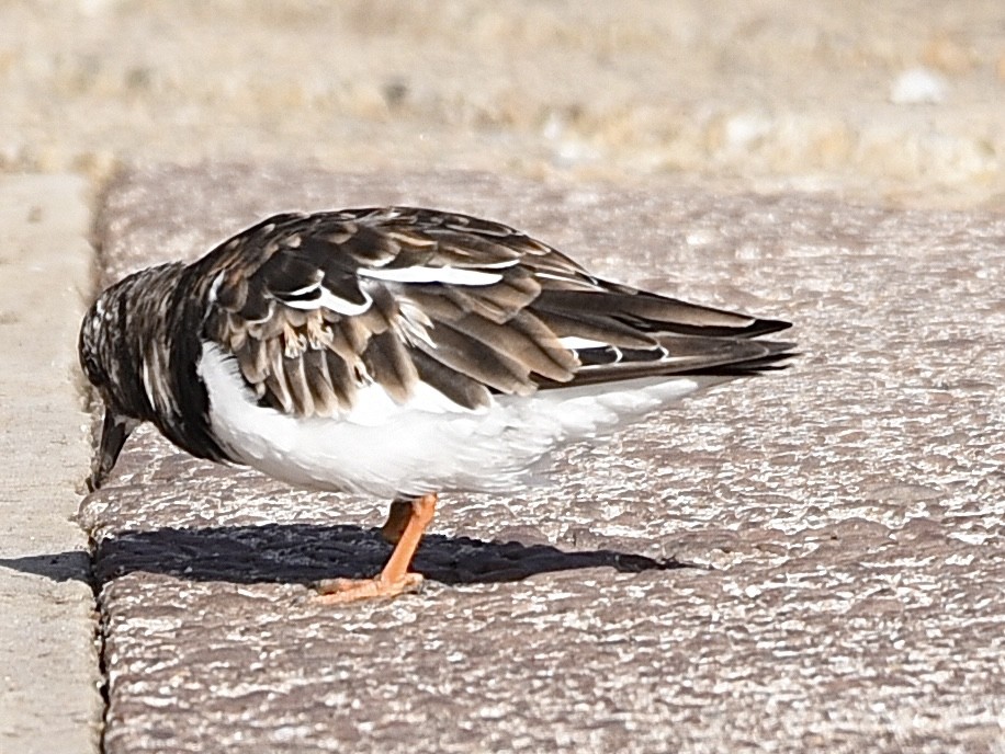 Ruddy Turnstone - ML642862272