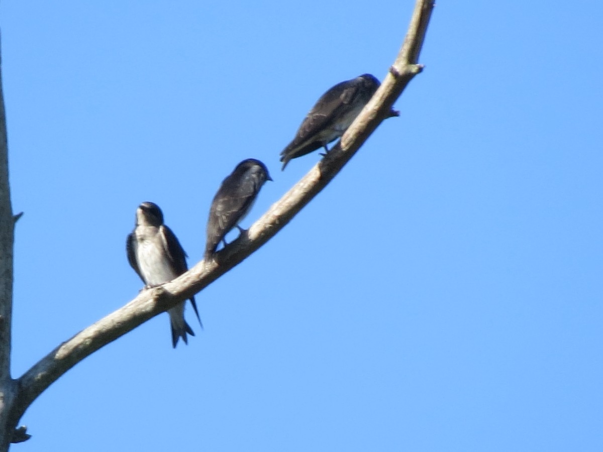 Purple Martin - ML642862277