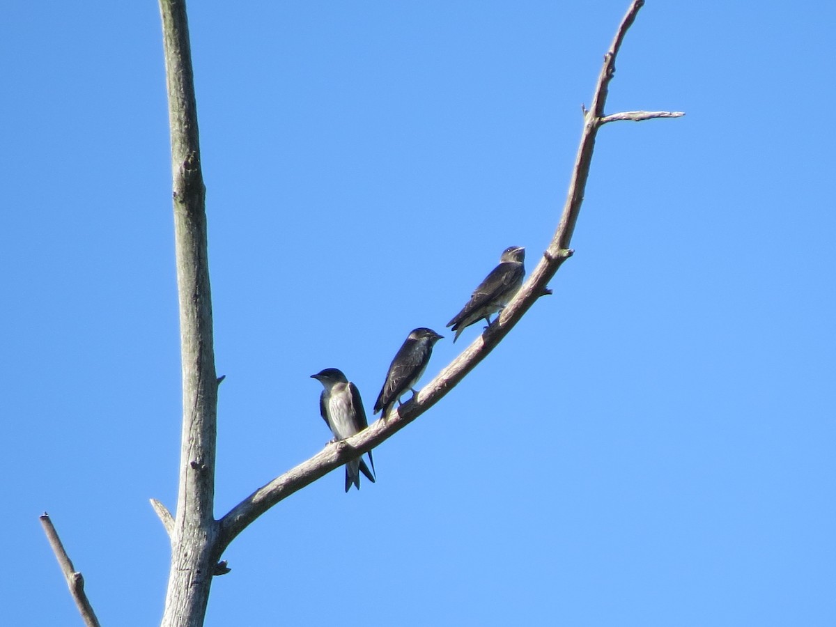 Purple Martin - ML642862278
