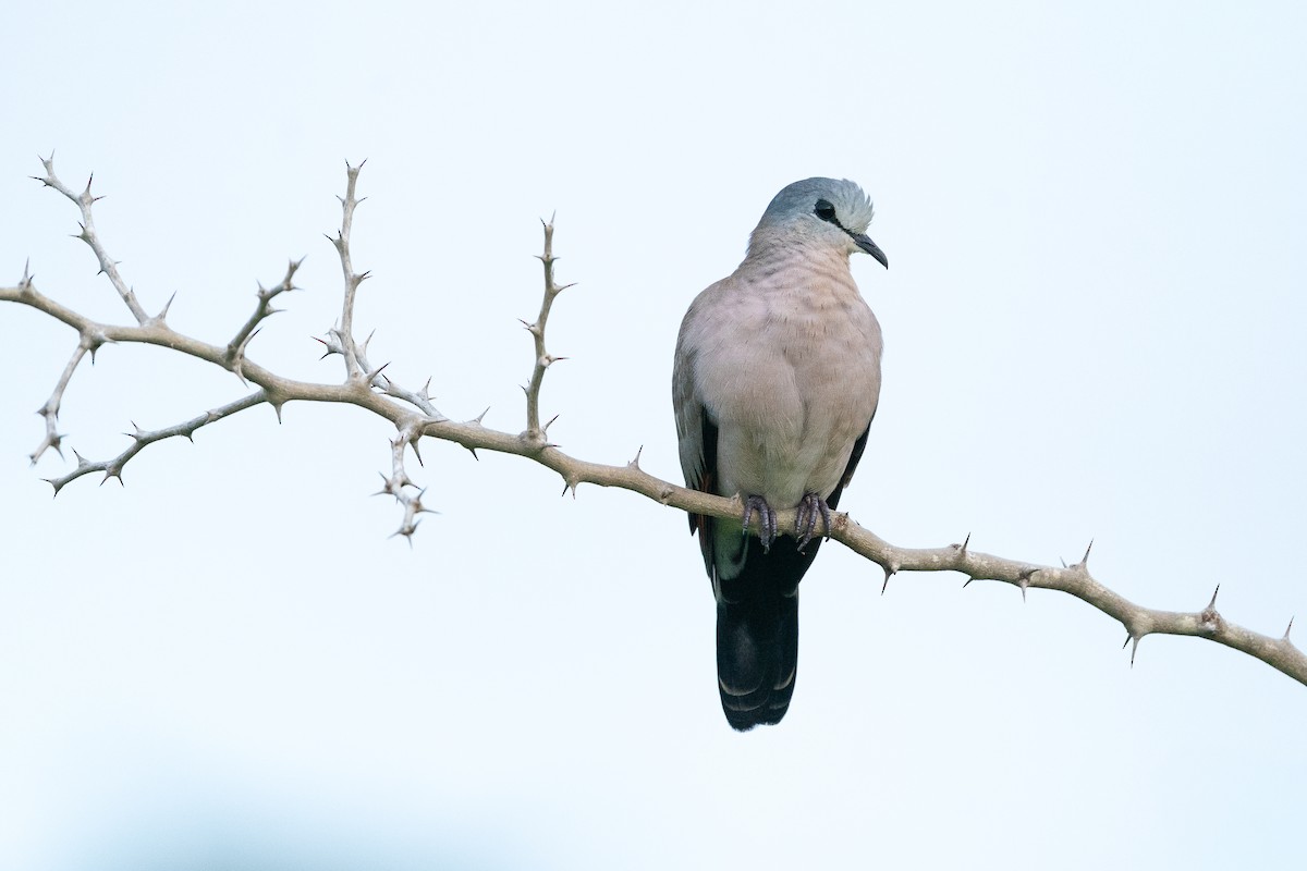 Black-billed Wood-Dove - ML642862283