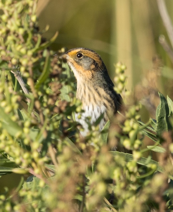 Saltmarsh Sparrow - ML642862284