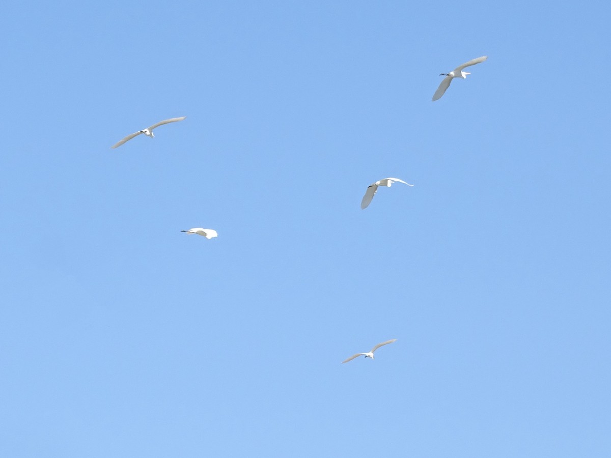Great Egret - ML642862287