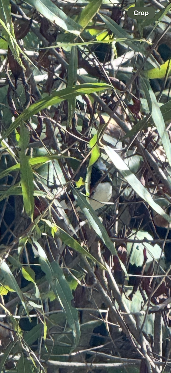 Blaurücken-Waldsänger - ML642862296