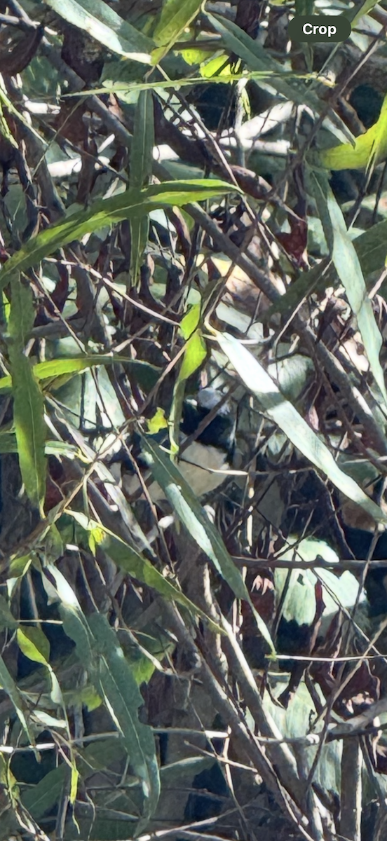 Blaurücken-Waldsänger - ML642862297