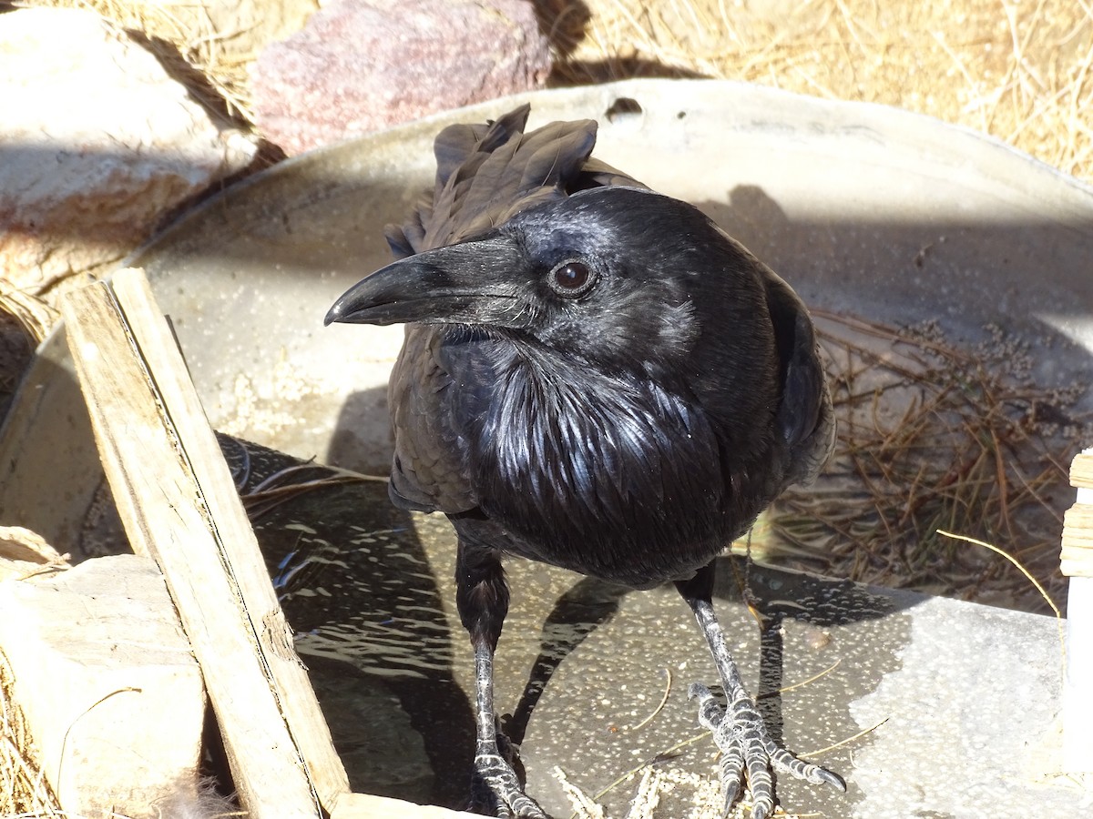 Common Raven - ML642862298