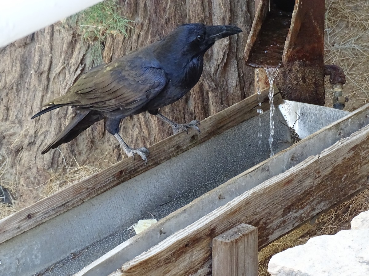 Common Raven - ML642862299
