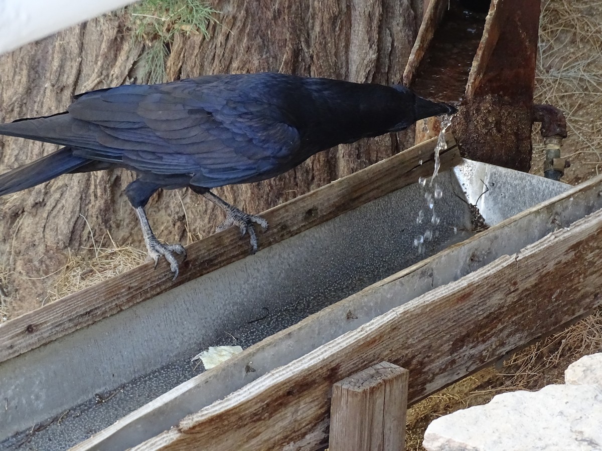 Common Raven - ML642862311