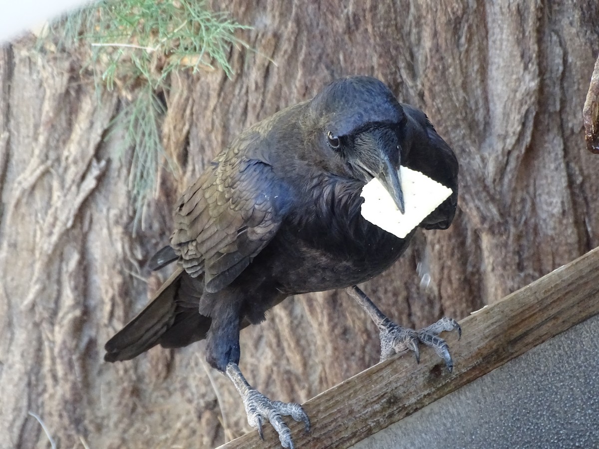 Common Raven - ML642862312