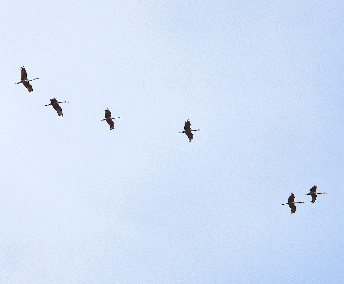 Sandhill Crane - ML642862325