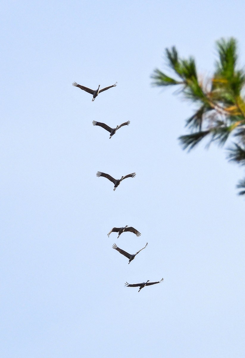 Sandhill Crane - ML642862326