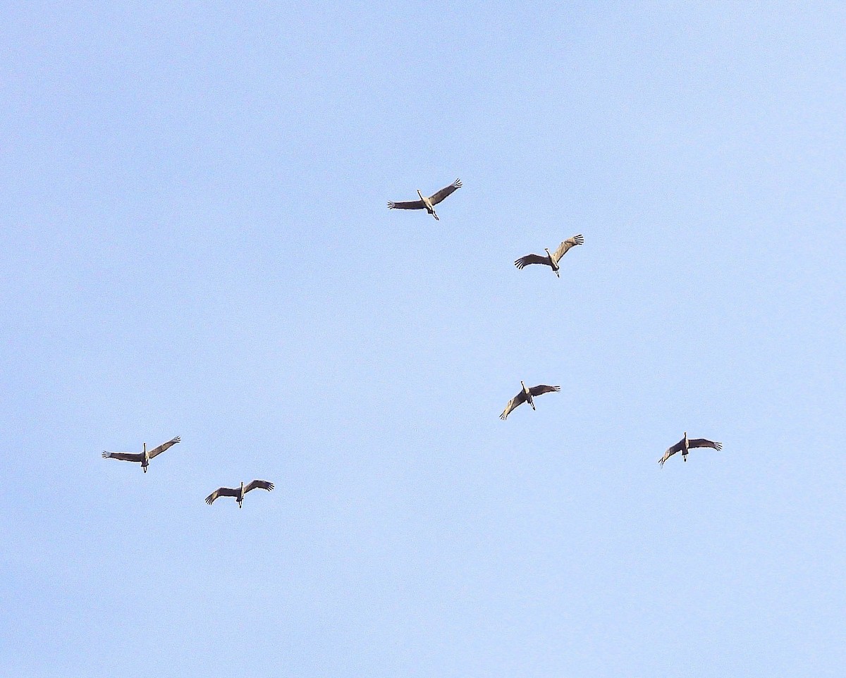 Sandhill Crane - ML642862327