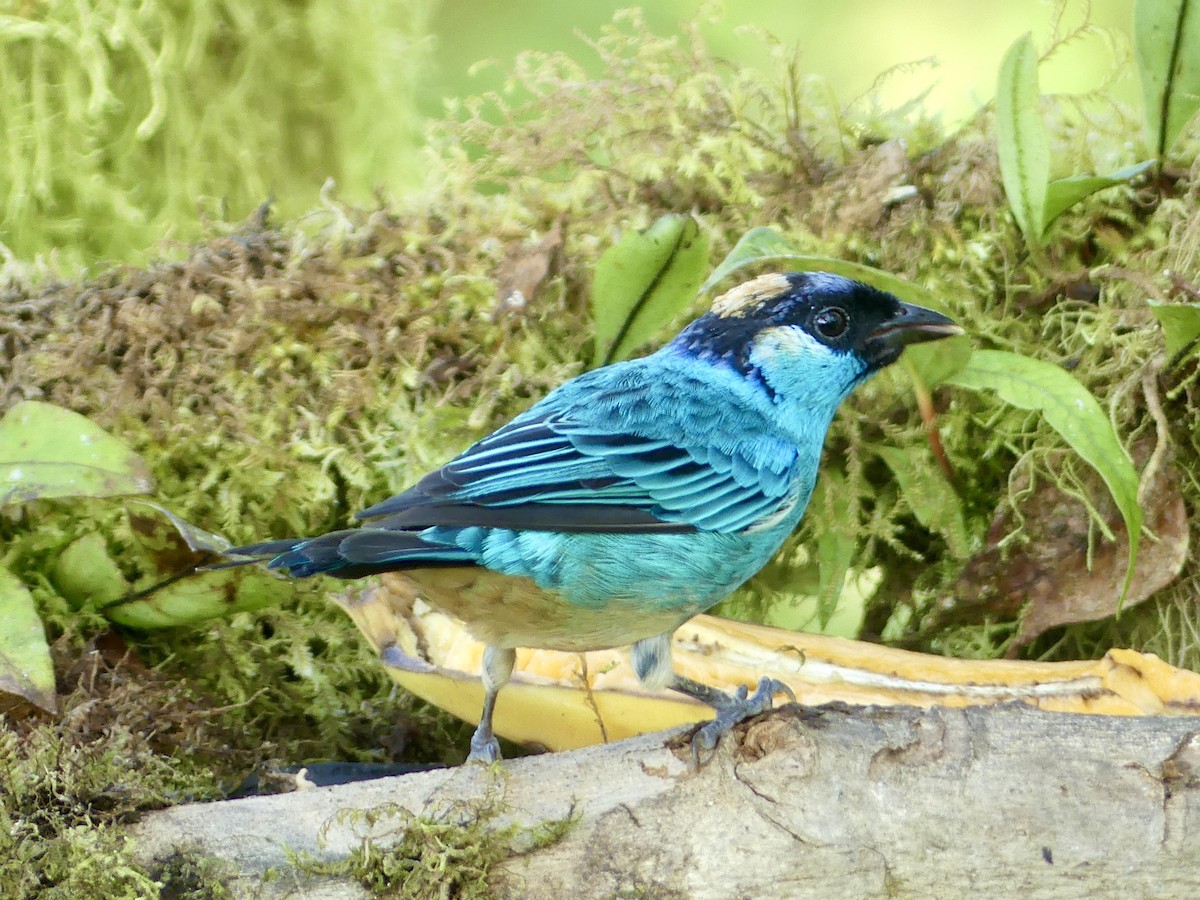 Golden-naped Tanager - ML642862328