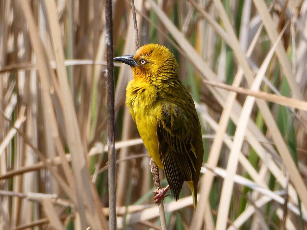 Cape Weaver - ML642862333