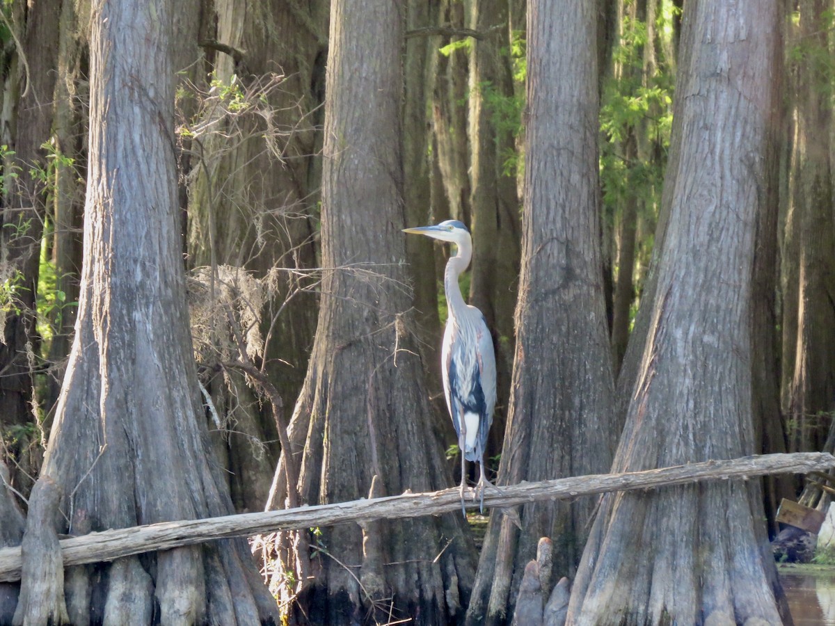 Great Blue Heron - ML642862352