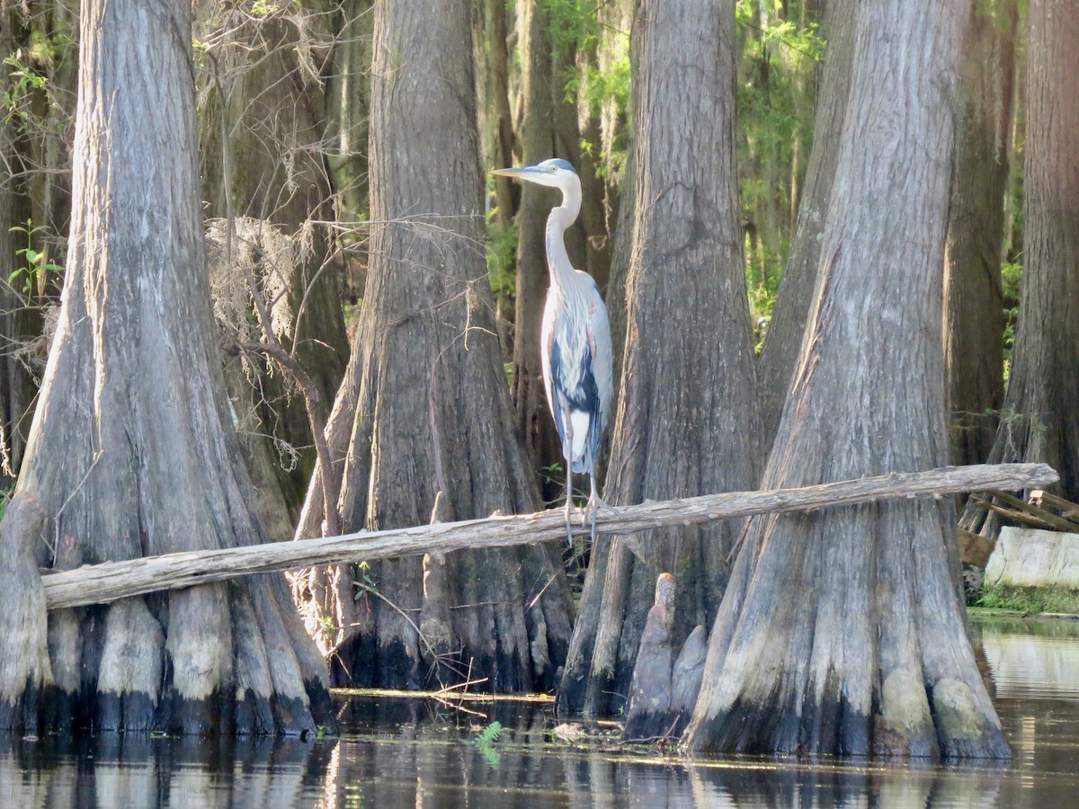 Great Blue Heron - ML642862354
