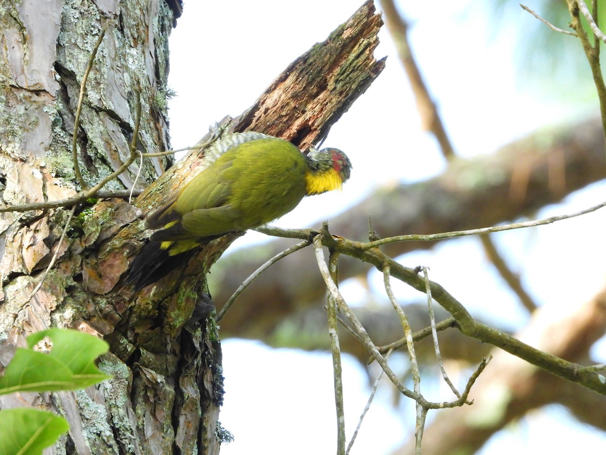 Lesser Yellownape - ML642862355