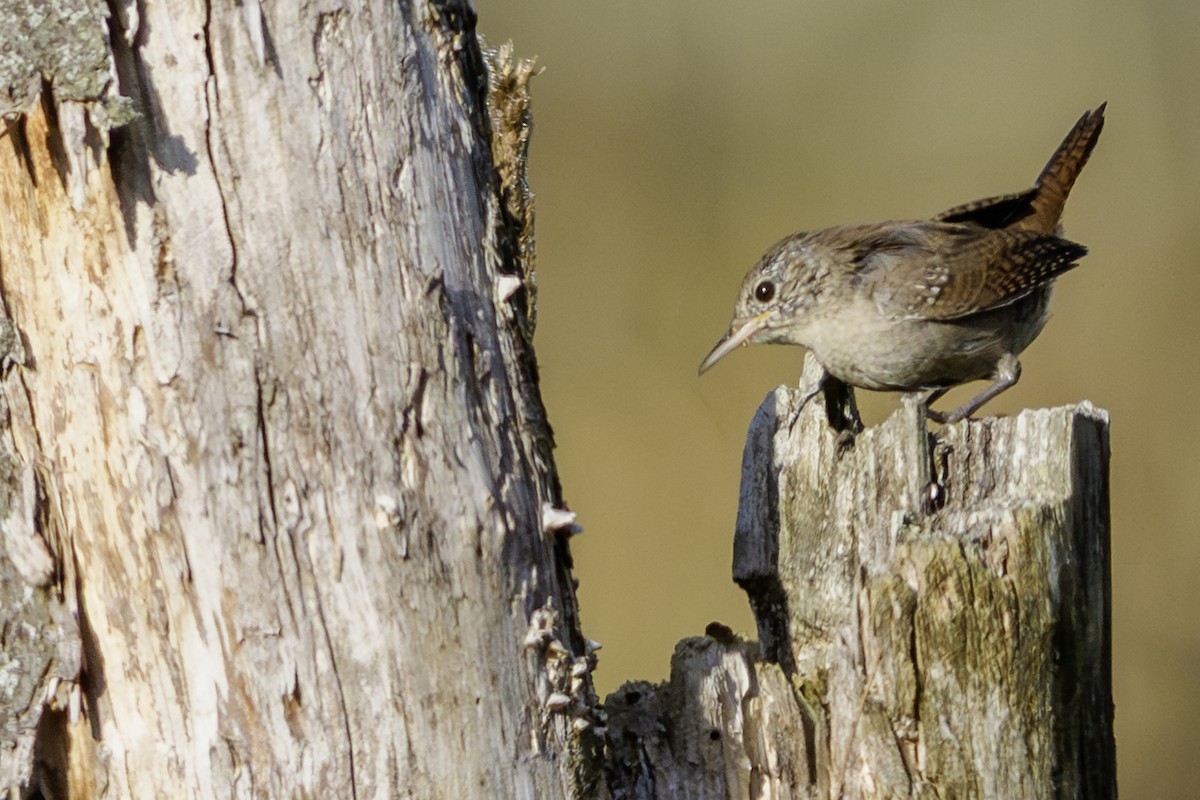 Northern House Wren - ML642862357