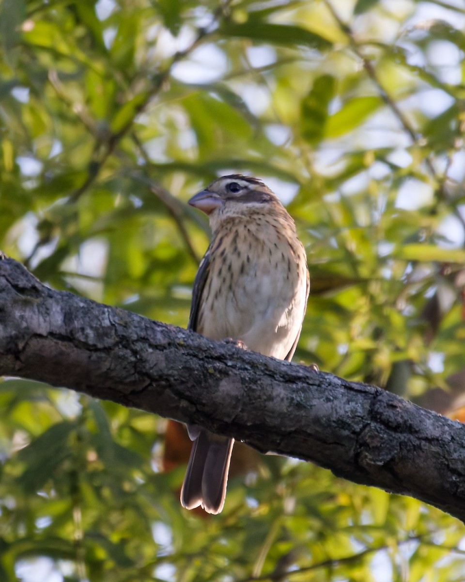 Rose-breasted Grosbeak - ML642862360