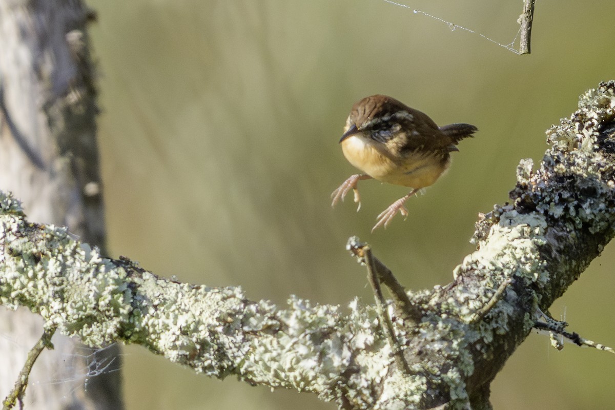 Carolina Wren - ML642862370
