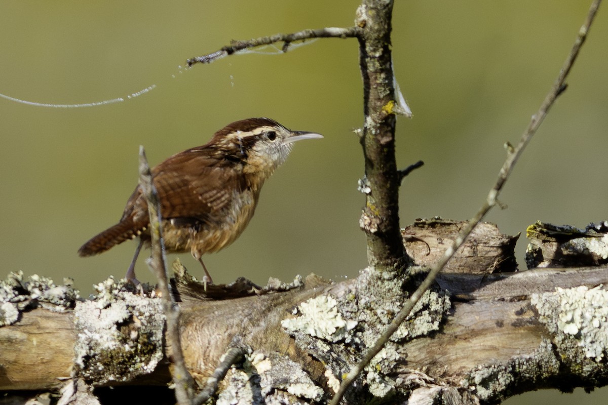 Carolina Wren - ML642862371