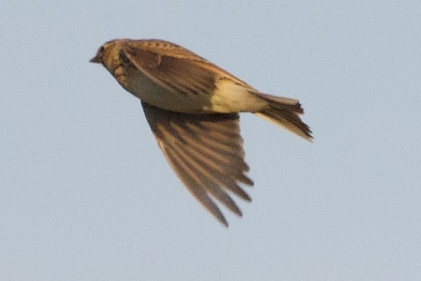 Eurasian Skylark - ML642862372
