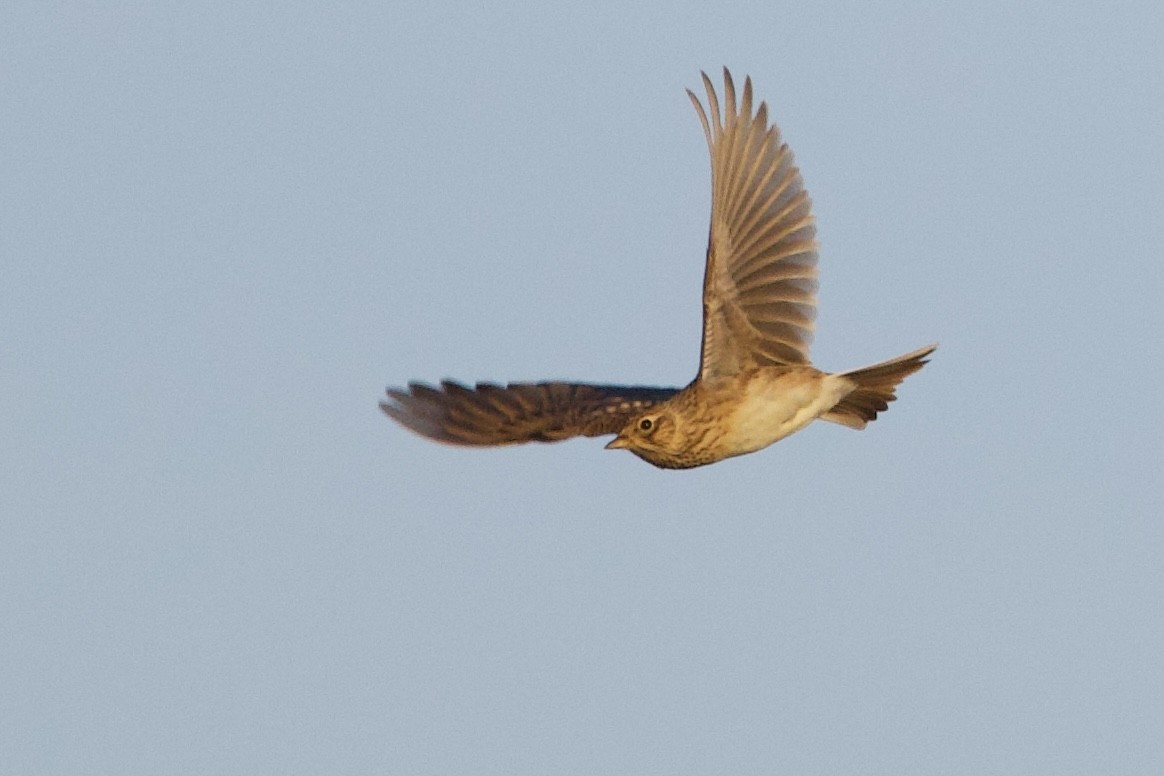 Eurasian Skylark - ML642862373
