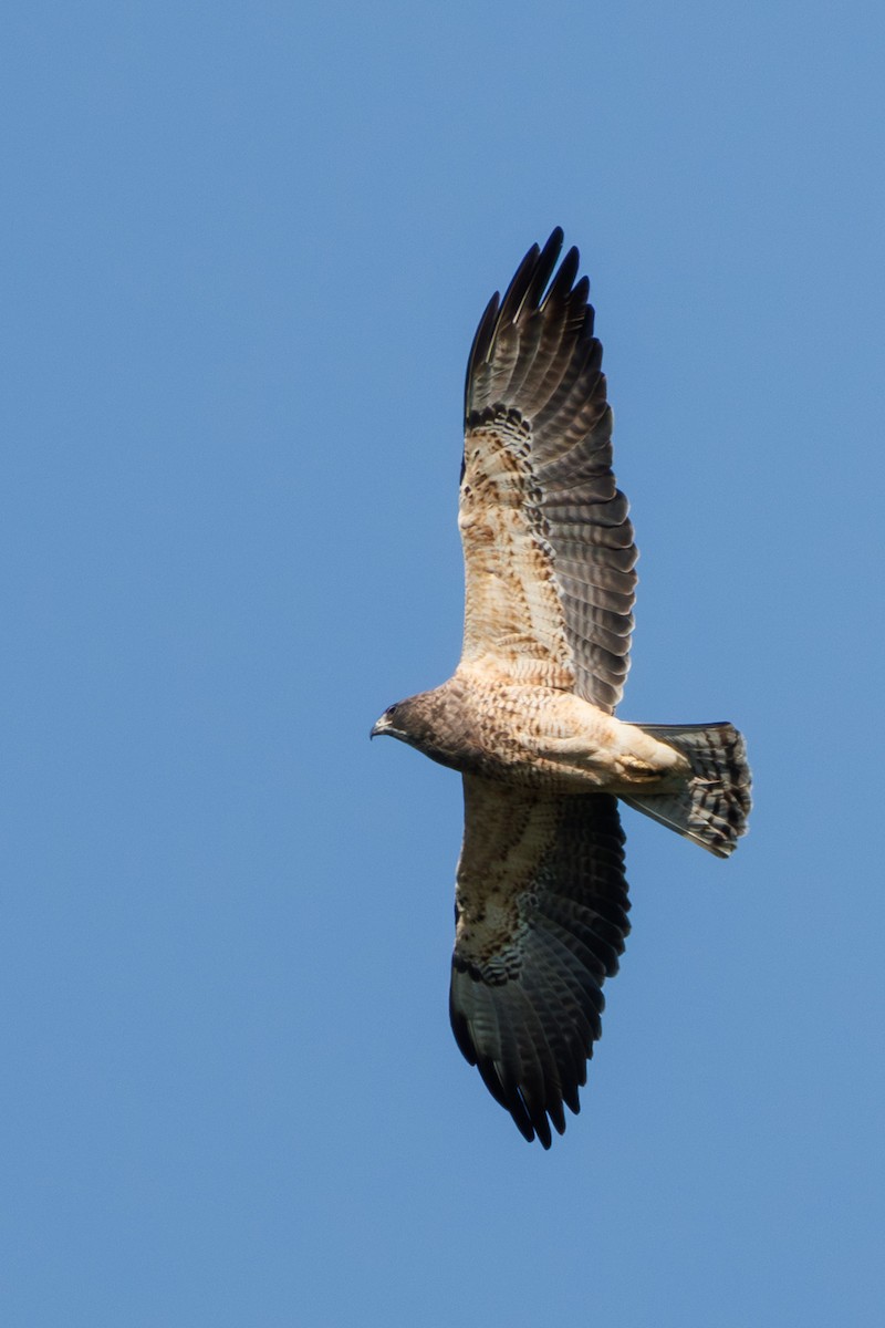 Swainson's Hawk - ML642862374